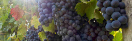 Savoir-faire tradictionnel