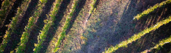 Sept vins & treize cépages